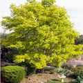 لیلکی آمریکایی